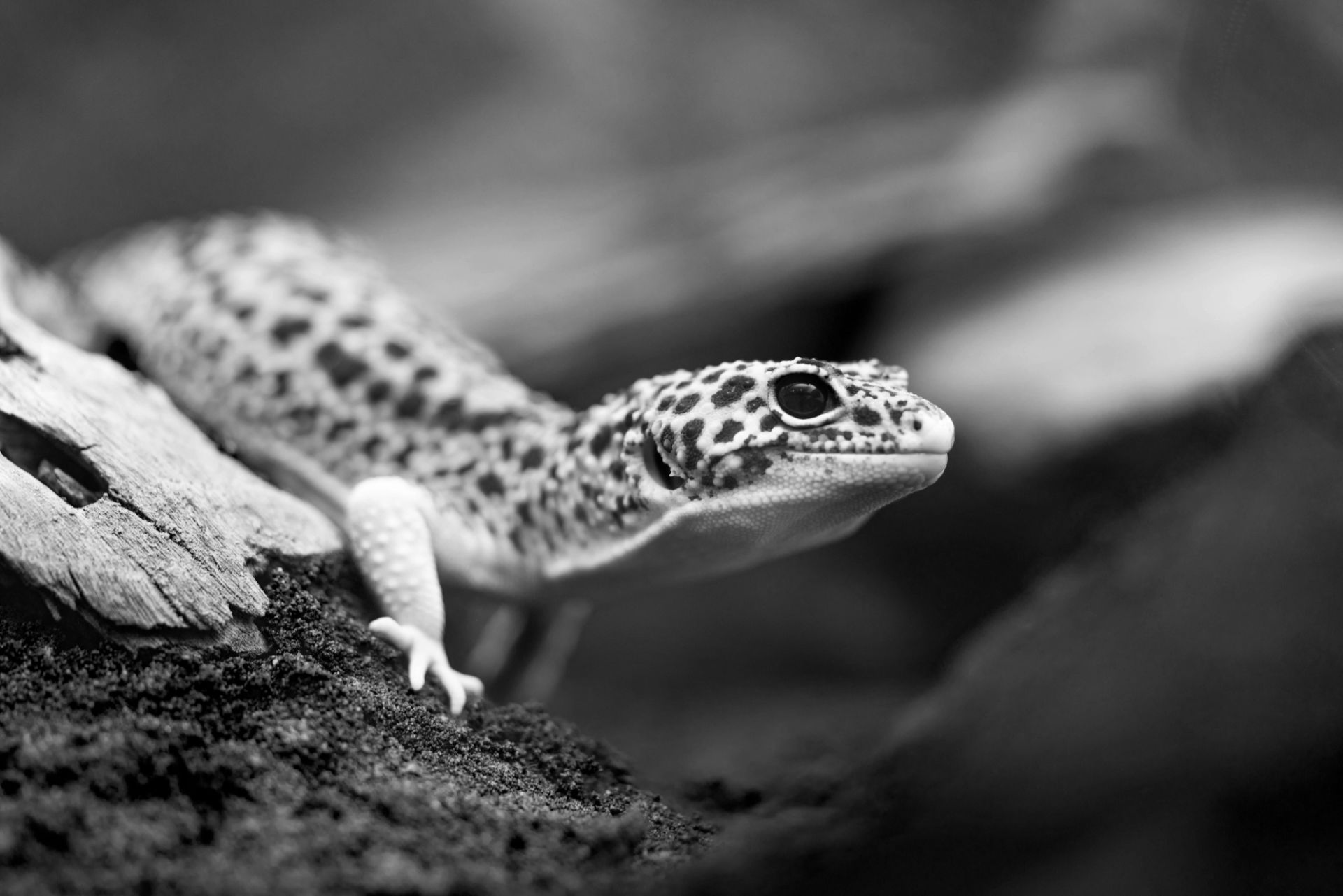 Aufnahme eines Geckos